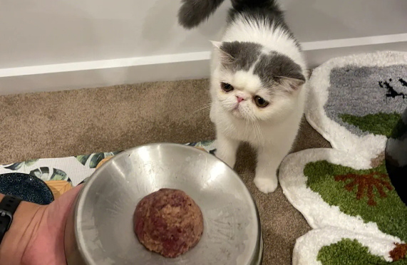 加菲猫怎么喂罐头?看完你就知道了 加菲猫怎么喂罐头?看完你就知道了