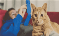 12岁小学生养猫好不好