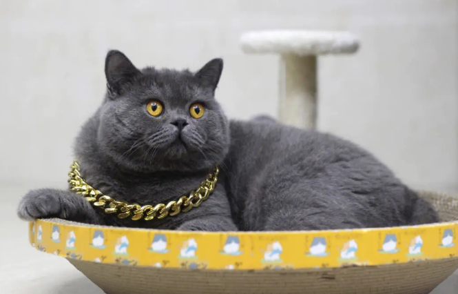 宠物猫蓝猫吃老鼠吗
