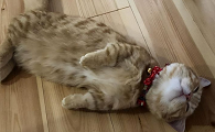 为什么冬天猫咪睡在地板上呢