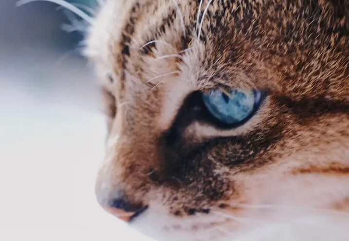 猫咪眼睛比较亮是为什么原因 猫咪眼睛比较亮是为什么原因