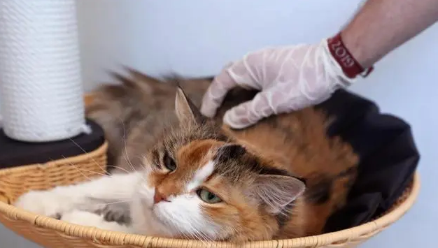 猫身上有啥病毒