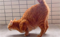 猫咪翘起屁股走路是为什么原因