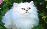 波斯猫毛发怎么打理？打理方法来咯！