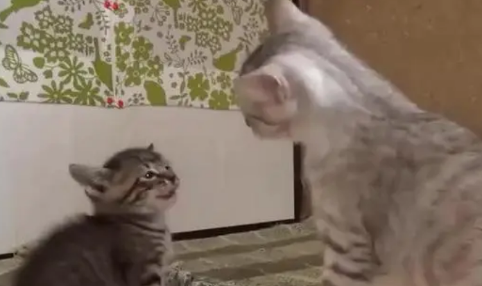 小猫总打大猫怎么办