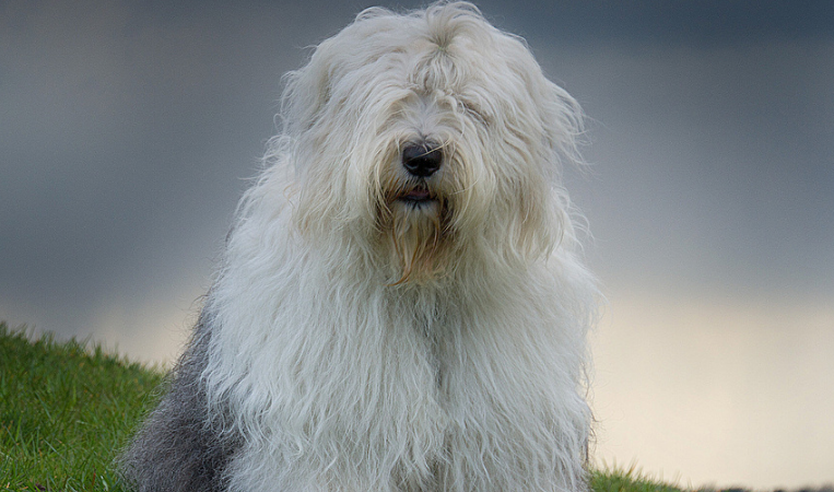 英国古代牧羊犬怎么美容？美容方法是？