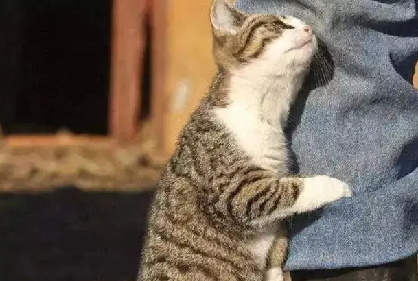 猫咪主动蹭主人是什么原因 猫咪主动蹭主人是什么原因
