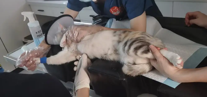 母猫绝育使用超声刀还会疼吗 母猫绝育使用超声刀还会疼吗