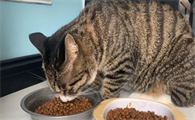 适合狸花猫吃的猫粮