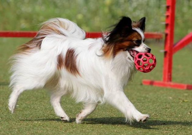 蝴蝶犬怎么训练握手？可以试试这！