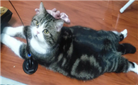 猫咪为什么会爬出去呢