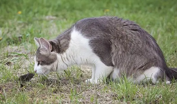 猫咪为什么会滑胎呢怎么回事