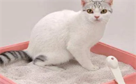 猫咪不会便秘的原因是什么