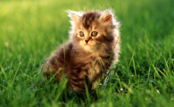 猫尿路感染初期症状