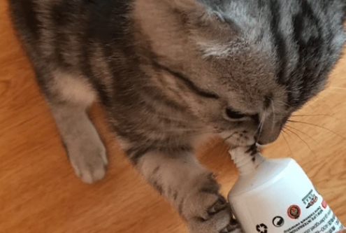 猫咪为什么很喜欢开塞露