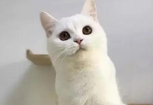 土猫和宠物猫的区别在哪?想养的来看看吧 土猫和宠物猫的区别在哪?想养的来看看吧