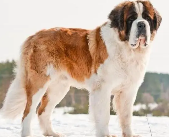圣伯纳犬发情怎么办?了解一下 圣伯纳犬发情怎么办?了解一下