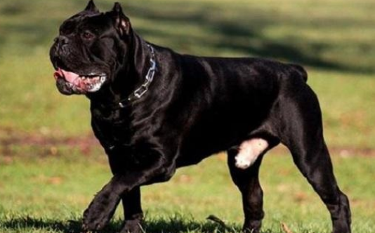 卡斯罗犬呕吐怎么办？卡斯罗犬呕吐处理方法？