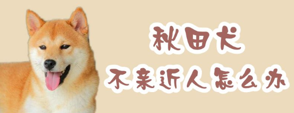 秋田犬不亲近人怎么办？方法有这些