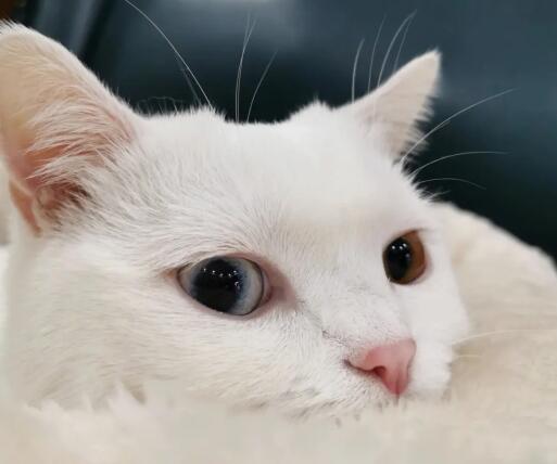 猫咪脑袋为什么有点突出呢怎么回事 猫咪脑袋为什么有点突出呢怎么回事
