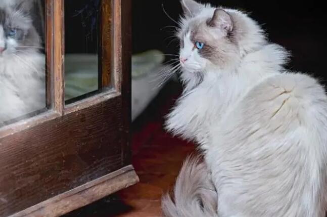 油漆味对猫咪有什么危害 油漆味对猫咪有什么危害