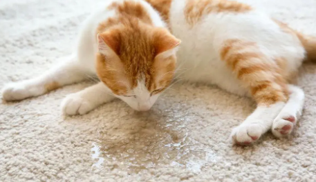 猫咪为什么排尿少的原因有哪些 猫咪为什么排尿少的原因有哪些