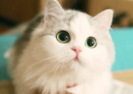 养猫用品推荐 养猫用品推荐