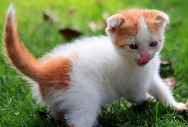 农村喂小土猫吃什么 农村喂小土猫吃什么