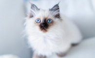 猫咪总是破坏东西怎么办