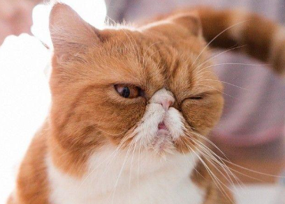 猫咪为什么白细胞偏低呢