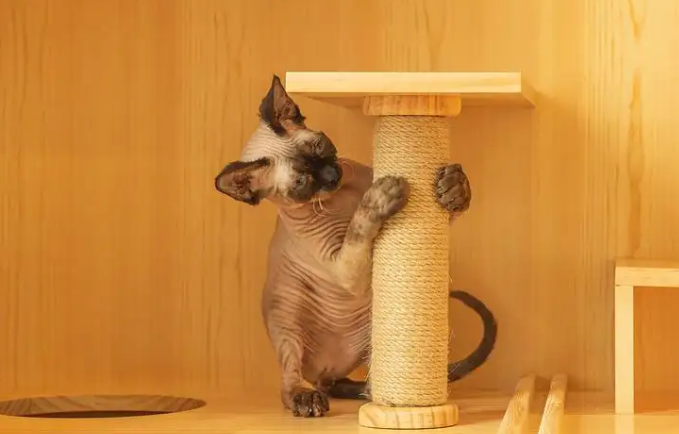 猫咪为什么需要寄养呢