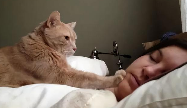 猫为什么会催主人睡觉