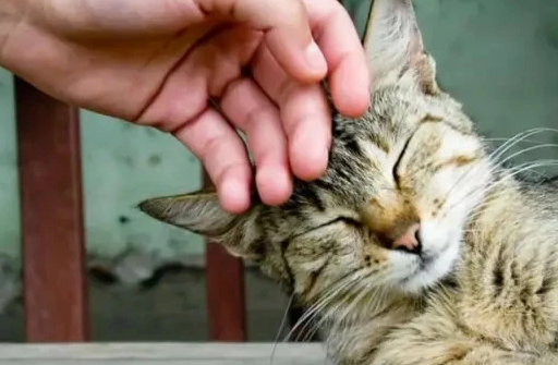猫咪为什么爱用头蹭人