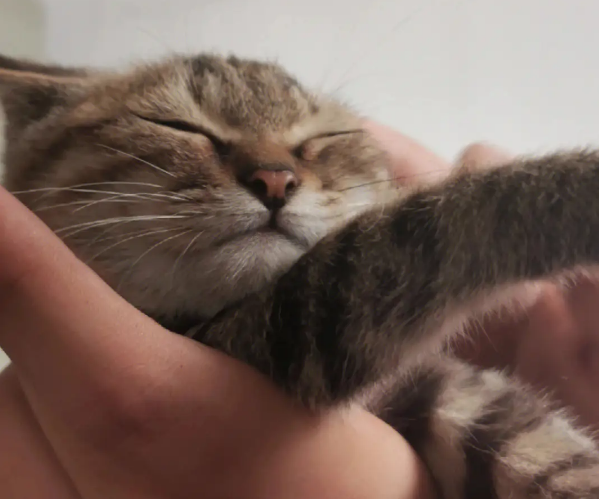 可爱的中国本土狸花猫几个月才认主人呢？