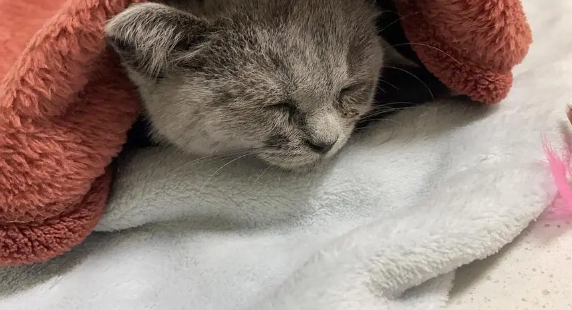 猫咪为什么睡觉有眼泪呢