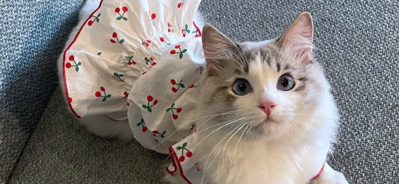 猫咪的衣服为什么那么便宜呢