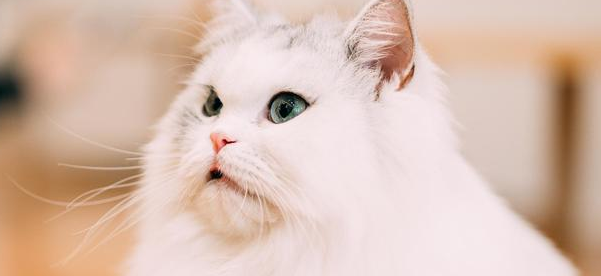 波斯猫繁殖什么品相?该如何挑选? 波斯猫繁殖什么品相?该如何挑选?