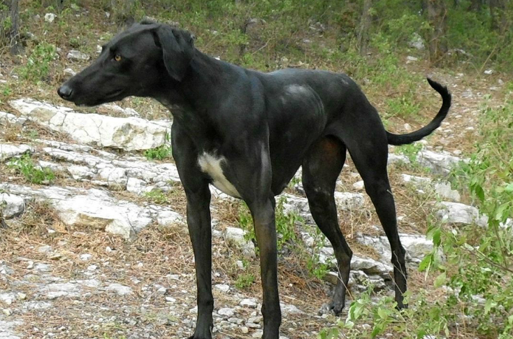 训狗小知识：细犬怎么训练召回？