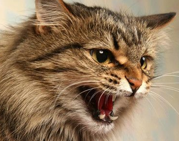 如何听到猫的叫声