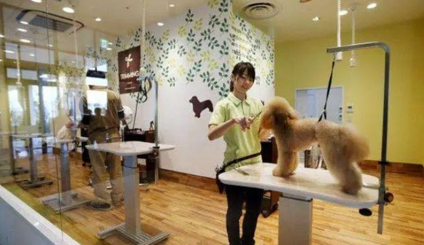 加盟宠物店的流程 加盟宠物店的流程