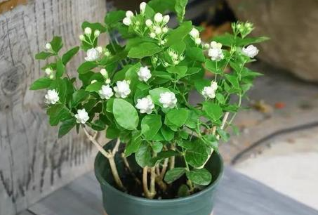 养猫不能养哪些植物