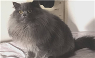 返祖猫的缺点