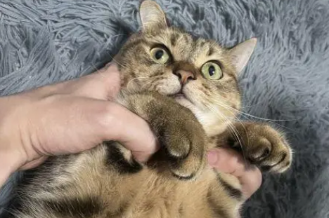 猫咪为啥喜欢贴贴