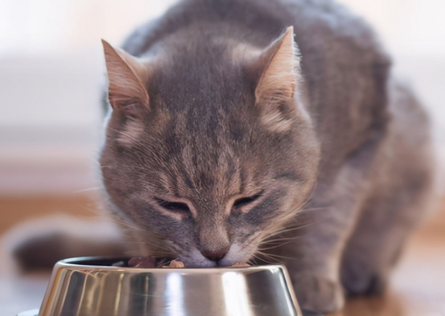 猫咪突然多吃饭是什么原因
