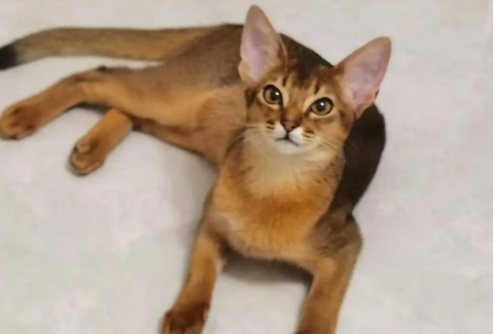 阿比西尼亚猫粘人吗？粘人程度如何？