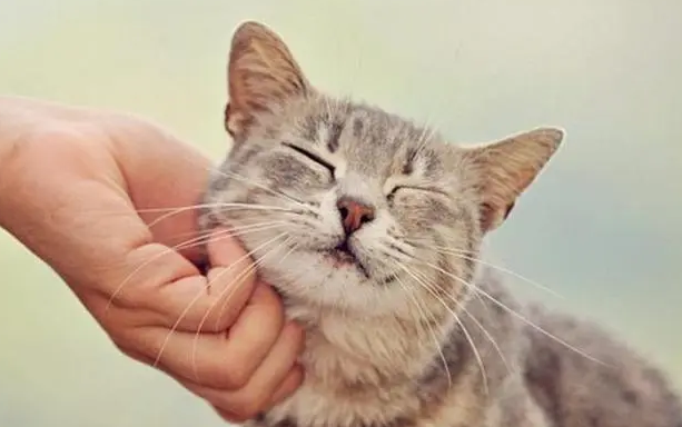 吸引猫的声音mp3