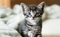 小花猫的本领是什么