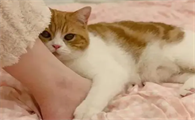 猫咪为什么爱我的脚呢