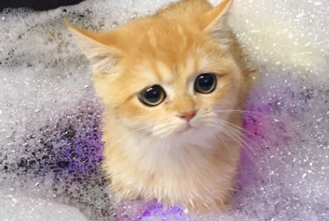 猫咪洗澡怎么洗