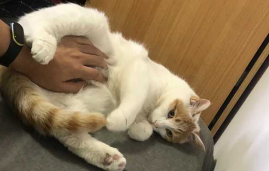 揉猫咪肚子它会伸腿是为什么